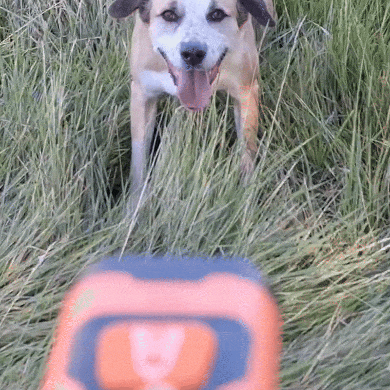 BarkHusher Portable Dog Training Device